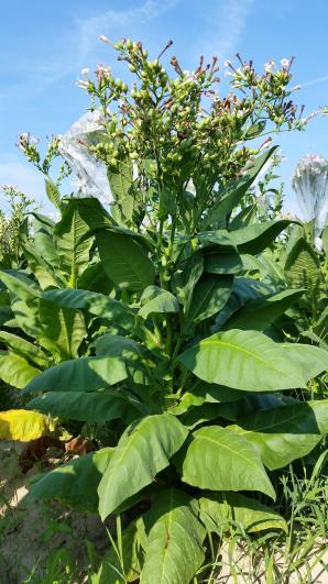 PLANT